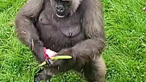 Gorilla standing up and going shopping! #gorilla #walking #foo