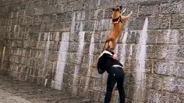 Dogs that fly _ Malinois showx their jumping Agility