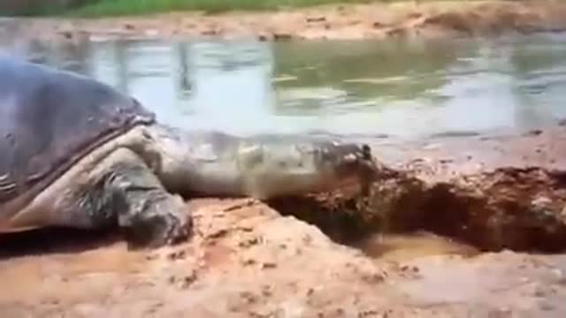 Tortoise save fish