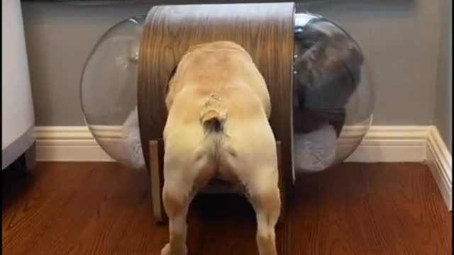 Funny Animals....