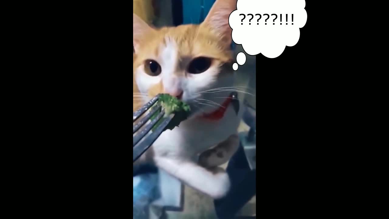 Cute funny cats