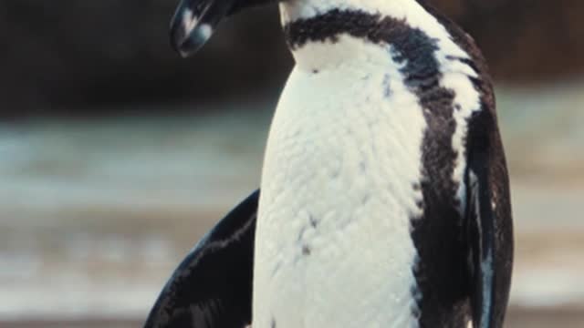 /video-of-an-african-penguin