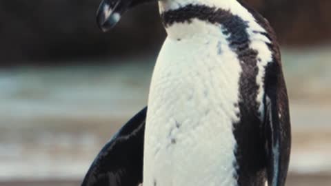 /video-of-an-african-penguin