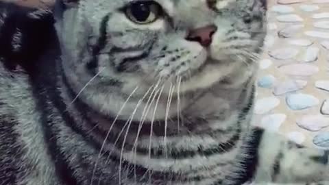 Cute cat likes to get into the bowl very much