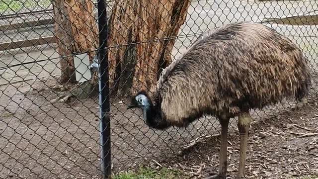 Lovely peacock