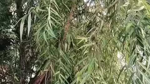 This kind of tree has long leaves