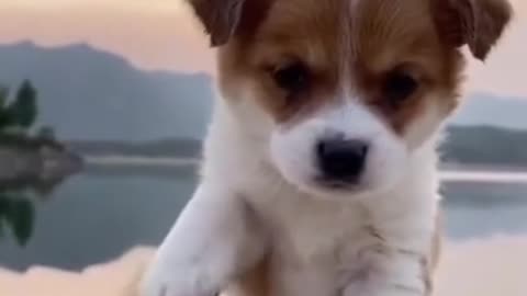 fany dog 14s vidio