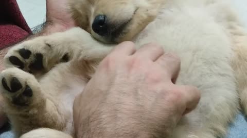 golden retriver, Lina sleeping