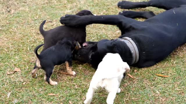 Mother Dog With Her Puppy's l Best Moment l Cute Dog l Cute Puppy's