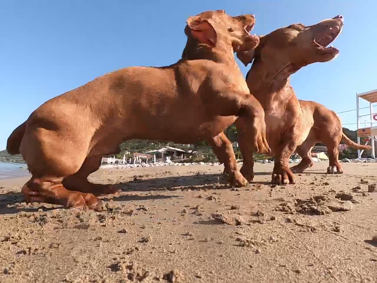 Dogs playing at the beach