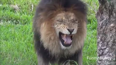 Laughing funney Lion.....