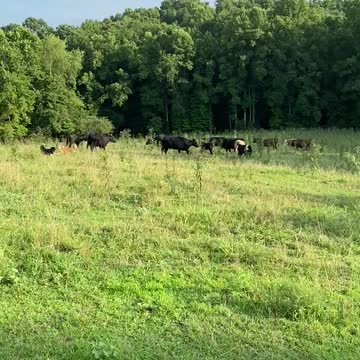 Gator And Sassy Intro To Cattle One