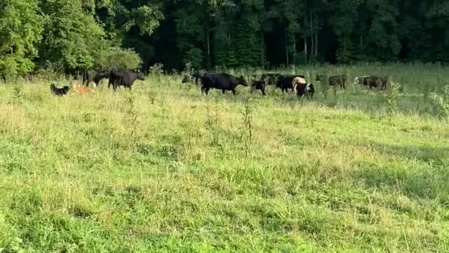 Gator And Sassy Intro To Cattle One