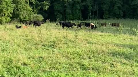 Gator And Sassy Intro To Cattle One