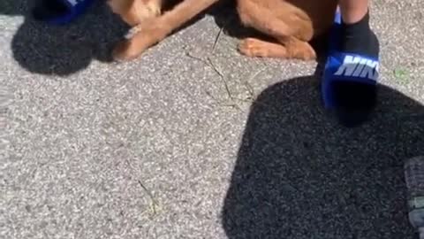 Dog knows a magic trick that disappears with a little bird