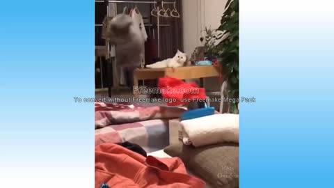 Extremely Hilarious Cats