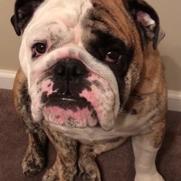 Bulldog confronts owner about lack of attention