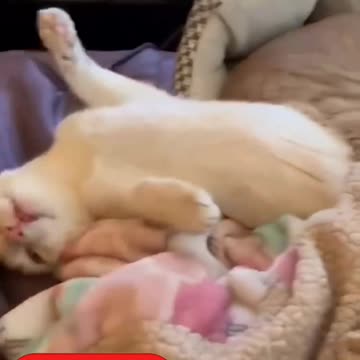 Cute cat videos and fanny cat videos