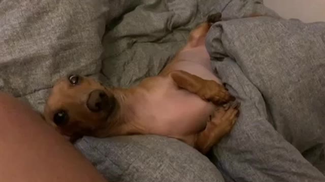 Dachshund quietly waving its tail