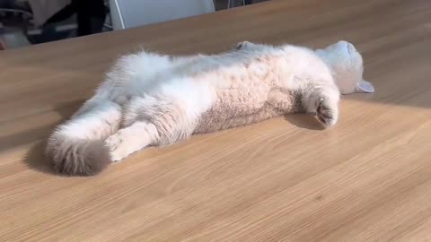 Cute Cats & Funny Cats 😍😍😅😅 #cats #reels #shorts #viral #pets #mmvcats