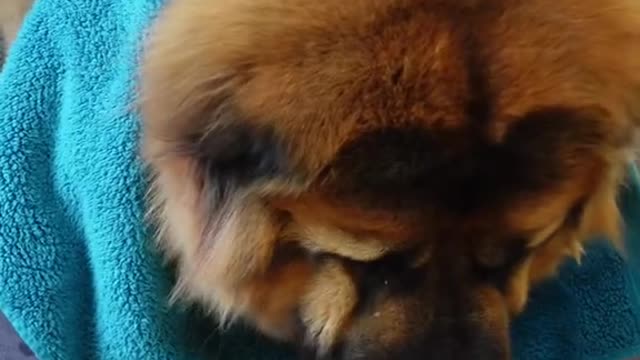 funny|prank|jokes|funny jokes|dad jokes|funny memes|funny video|fun|laughing|funny animal|knock