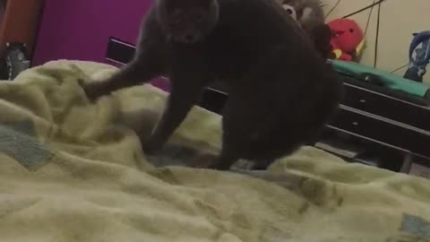 Russian Kitty Acts Peculiar during Playtime