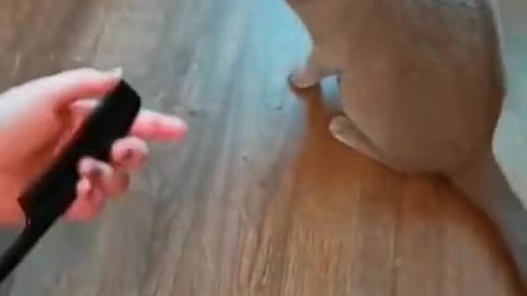 cat#short