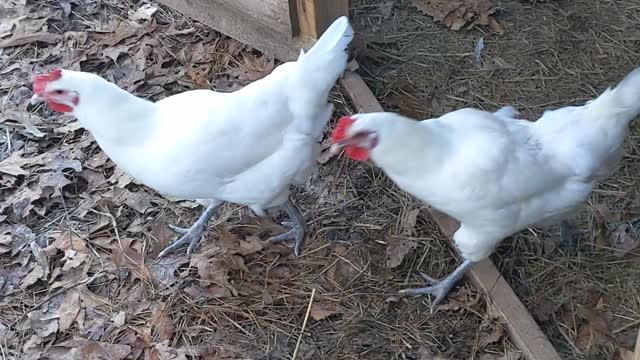 Cotton Patch Geese & Bresse Chickens