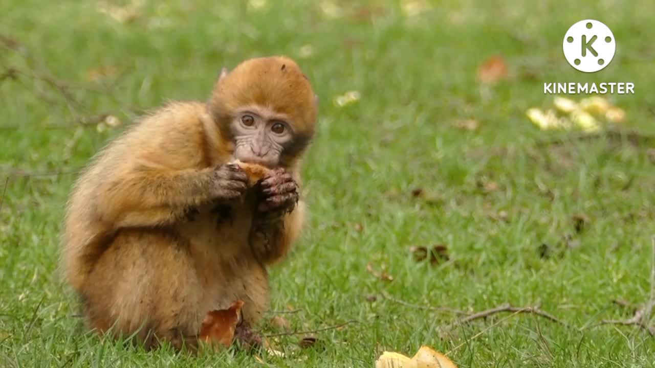 Funny way to eating food cat & monkey