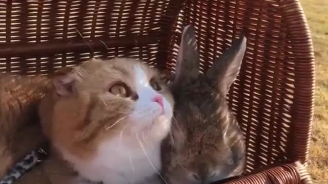 Cute Cat