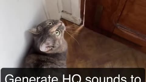 Sounds that attract cats - Meow to make cats come to you