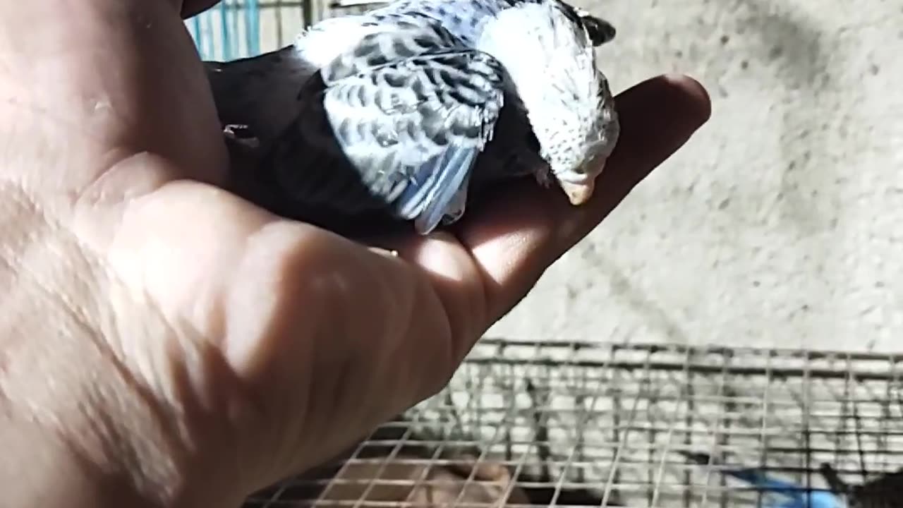 My baby budgies from day 1 to day 25