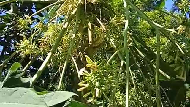 Male papaya flower