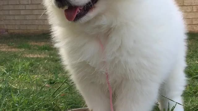 Samoyed puppy confused by water bowl