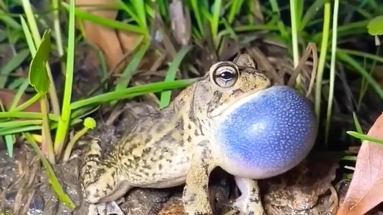 Funny Frog Sounds