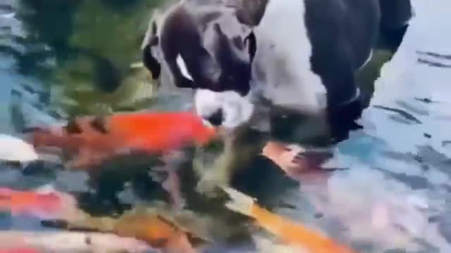 If only humans could learn from this