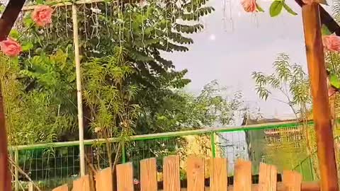 play on the swing