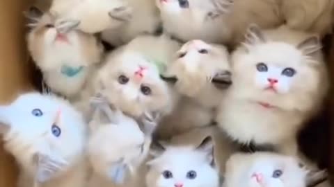 Wow Viral Cat Video