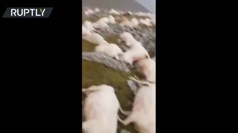 500 Sheep Killed Instantly In Georgia - Lightning or Directed Energy Weapon?