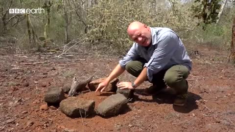 Filming Galapagos Giant Tortoise Hatchlings | Eden: Untamed Planet | BBC Earth