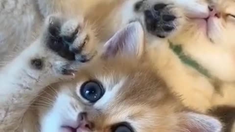 The Funny Kitten Cats