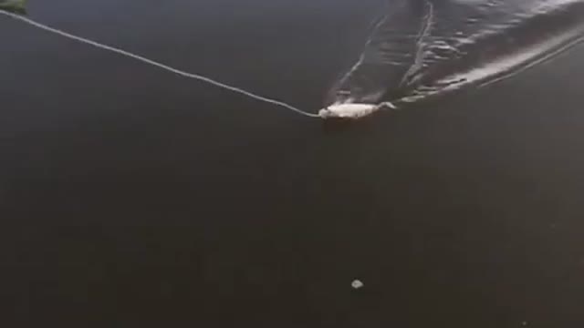 Huge Fish Steals Bait With Unbelievable Speed