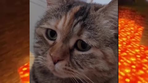 Sad Cat😢