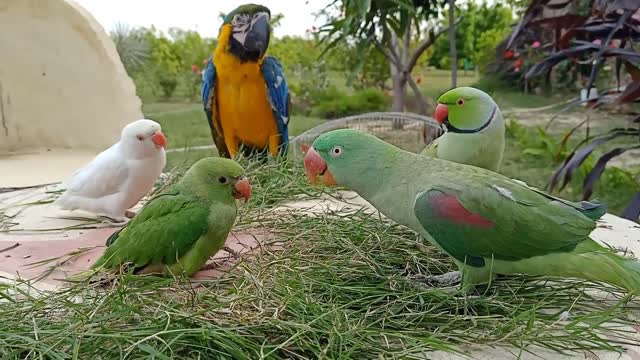 Talking parrot Greeting baby best video for you smart parrot