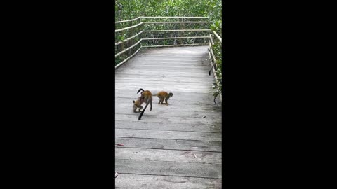 Funny Monkey video compilation🐒