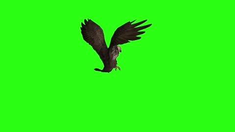 vulture video video flying composite animal display