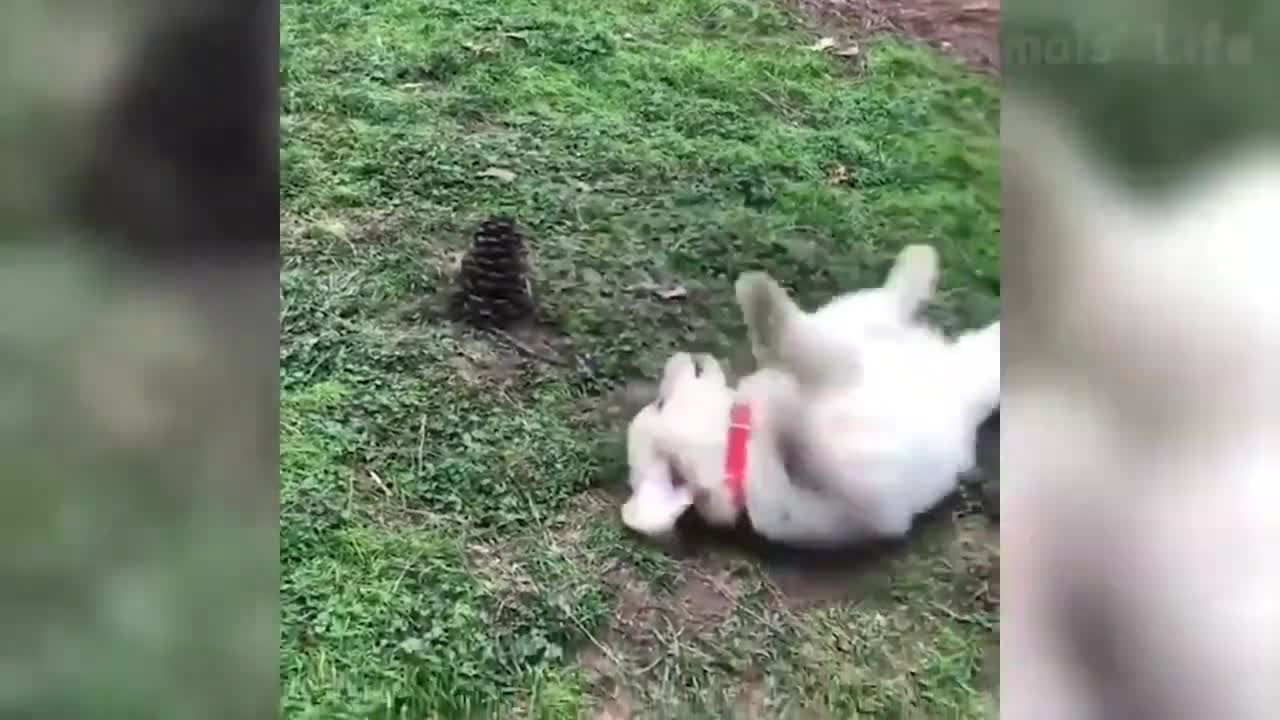 Funniest Dogs And Cats Videos 2022