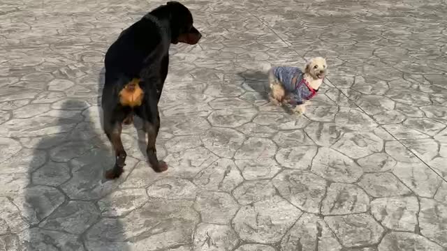 Rottweiler and maltipoo are friends