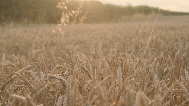 A Dog In A White Field