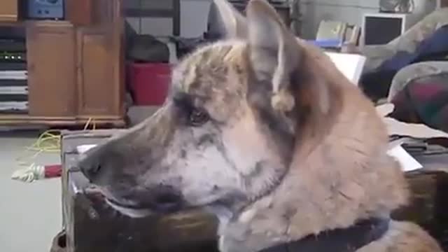 ExtraOrdinary Talking Dog... Sad with his Food got Eaten 😥🔥🔥🔥 CLICK TO WATCH.....